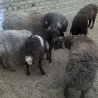 ۸ راس بره جمی|حیوانات مزرعه|تایباد, |دیوار