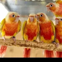 خریدوفروش گرینچیک کوتوله عروس هلندی خورشیدی راهب