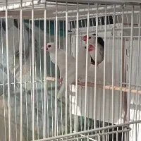 کوتوله عروس هلندی|پرنده|سبزوار, کهنه آب|دیوار