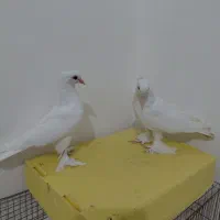 دوجفت جوجه گره طوق و سفید|پرنده|میناب, |دیوار