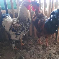 بوقلمون وخروس|حیوانات مزرعه|سنگر, |دیوار