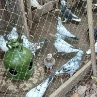 کبوتر|پرنده|کوچصفهان, |دیوار