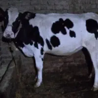 گوساله ماده نوعر