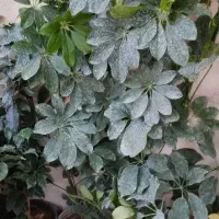 تخفیف گل تا امشب|گل و گیاه طبیعی|قم, زاد|دیوار