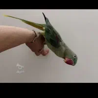 شاه.  طوطی.  سخنگو. دستی