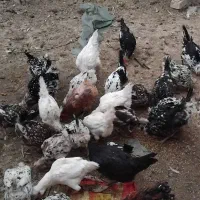مرغ وخروس گلین