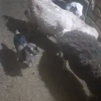 یک عدد بز زاییده بزغاله نرویک میش زاییده|حیوانات مزرعه|تایباد, |دیوار