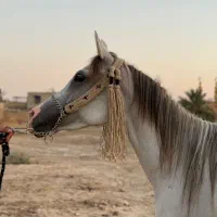 اسب|اسب و تجهیزات اسبسواری|حمیدیه, |دیوار