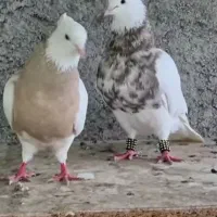 کلفه طوقی نر ماده اوچان