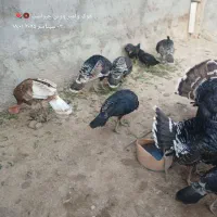 بوقلمون|حیوانات مزرعه|دهلران, |دیوار