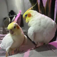 یک جفت عروس هلندی سفید زرد لوتینو