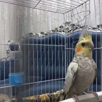 عروس هلندی ماده