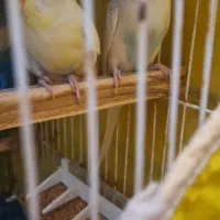 عروس هلندی .فنچ .مرغ عشق|پرنده|بجنورد, |دیوار