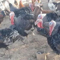 بوقلمون نر