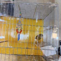 قنار نر مست سفت خون اماده جفت زدن|پرنده|تهران, جنتآباد مرکزی|دیوار