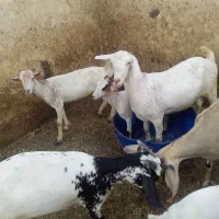 کهر|حیوانات مزرعه|کیش, |دیوار