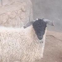 بره قوچ بذری عشق بازی