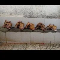 گوسفند زنده باغستان گوهردشت تمام نقاط کرج|حیوانات مزرعه|کرج, باغستان|دیوار