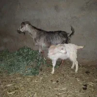 بز دورگ آلپاین