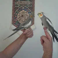 عروس هلندی نر و ماده