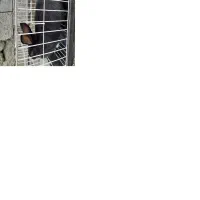 خرگوش اهلی|موش و خرگوش|حویق, |دیوار