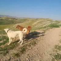 سگ گله ای|سگ|سمیرم, |دیوار