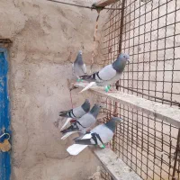 سبز دمسفید|پرنده|سوسنگرد, |دیوار