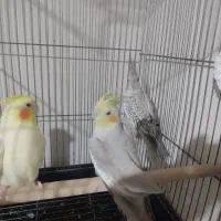 طوطی عروس هلندی|پرنده|قزوین, |دیوار