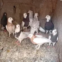 ۵عددطوقی‌یه‌کل الماسی
