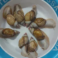 حلزون کلاژن ساز|خزنده|کرج, گلشهر|دیوار