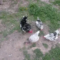 تخم نطفه دار جاپنیز (مینیاتوری)