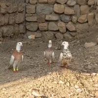 سه عدد طوقی درجه یک|پرنده|آبدانان, |دیوار