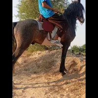 اسب|اسب و تجهیزات اسب‌سواری|شبانکاره, |دیوار