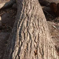 فروش تخته انواع چوب ،کیلویی و فله ای|مصالح و تجهیزات ساختمان|دماوند, گیلاوند|دیوار