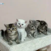 توله گربه بریتیش|گربه|شیراز, دکتر حسابی|دیوار
