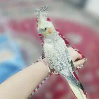 طوطی عروس ۵ ماهه