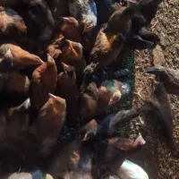 نیمچه مرغ خروس محلی گلپایگانی جهادی ۴و۵ ماهه|حیوانات مزرعه|تهران, کیانشهر|دیوار