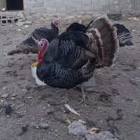 بوقلمون طبیعی نر