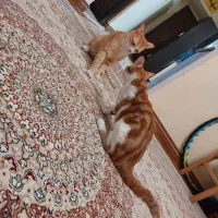 واگذاری واکسن زده شناسنامه داره|گربه|پرند, فاز ۶|دیوار