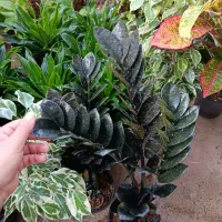 گل وگیاه آپارتمانی|گل و گیاه طبیعی|جنت, |دیوار