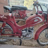 رکس داخل ویترین دکوری کلکسیون