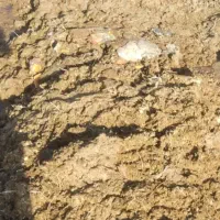 کود مرغی فروشی