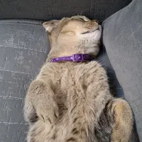 گربه اسکاتیش|گربه|اندیشه, اندیشه فاز ۱|دیوار