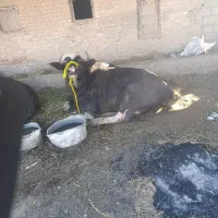 یاموسه لب جنی وراهه حشواه ماخذ علیهه ستشر