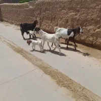 بز فروشی به همراه بزغاله هاشون