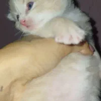 گربه پرشین کاراملی|گربه|گرگان, |دیوار