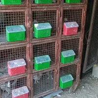 جفتگاه کفتر