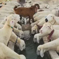 بره رزاق بهترین گوشت بصرفه مشتری ۲۵درصد تخفیف زنده