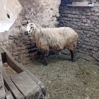 آدرس مرودشت روستایی رامجردکوشکک