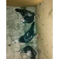 جفت جوجه سوسکی سیاه فروشی پدرشون نمایشی هست|پرنده|زاوه, |دیوار